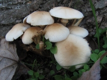 Тополова пънчушка / Agrocybe aegerita / 3