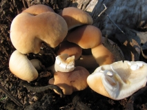 Тополова пънчушка / Agrocybe aegerita / 4