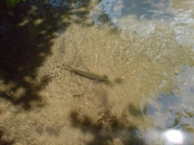 DSC00007