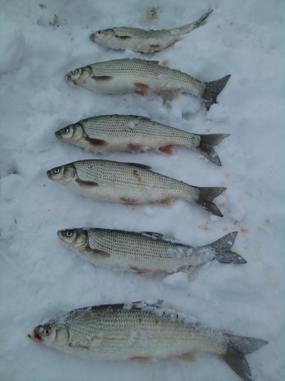 Aлаи - 21.12.2012 г.