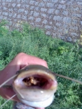 12430ExTaZzY015-med
