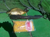 Pro Carp1