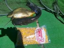 Pro Carp2