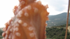 oktopod 001