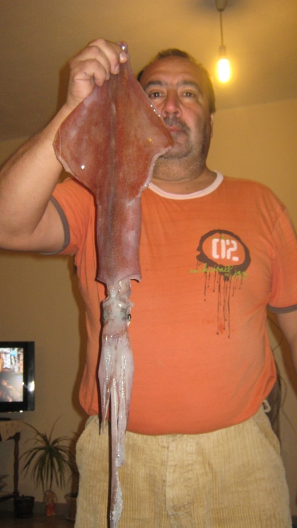 kalmari 004
