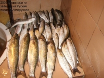 2005
