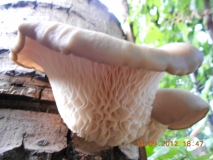 DSCN3754