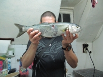 lefer(gofan)