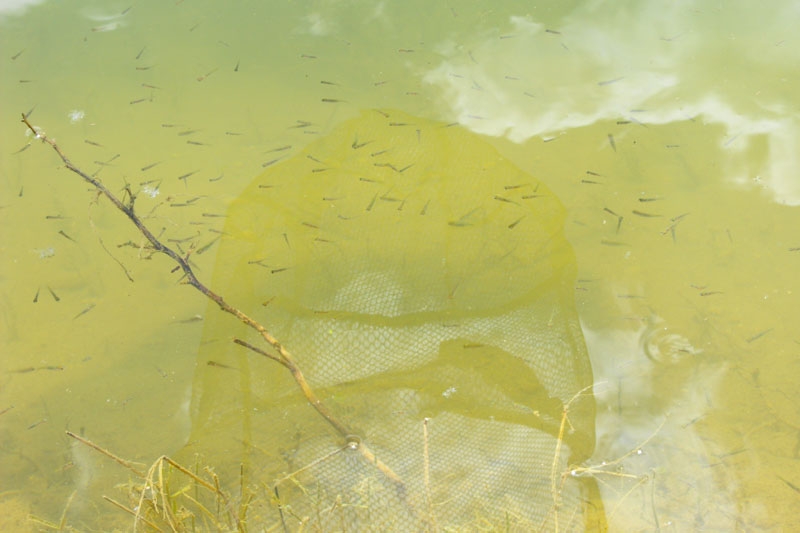 Откриване 2013 011.jpg