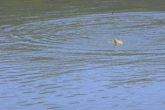 Откриване 2013 024.jpg