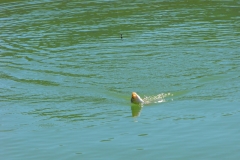 Откриване 2013 025.jpg