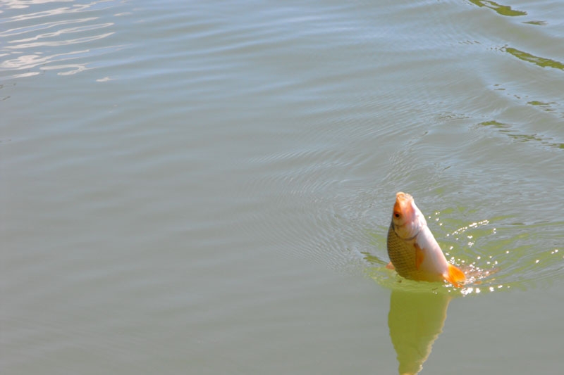 Откриване 2013 026.jpg