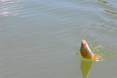 Откриване 2013 026.jpg