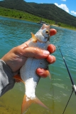 Откриване 2013 034.jpg