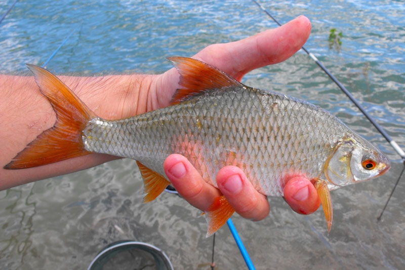 Откриване 2013 047.jpg
