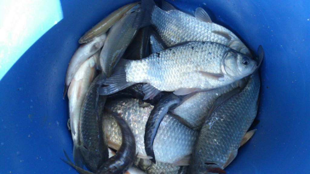 image-1370113345724-V