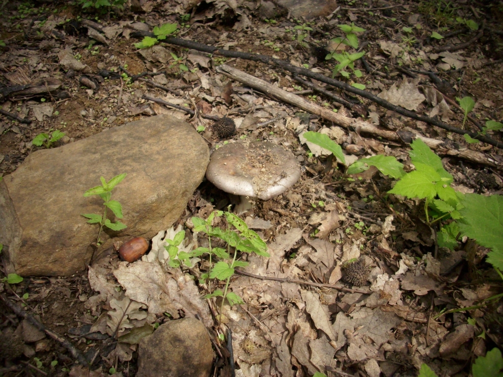 IMG 3532