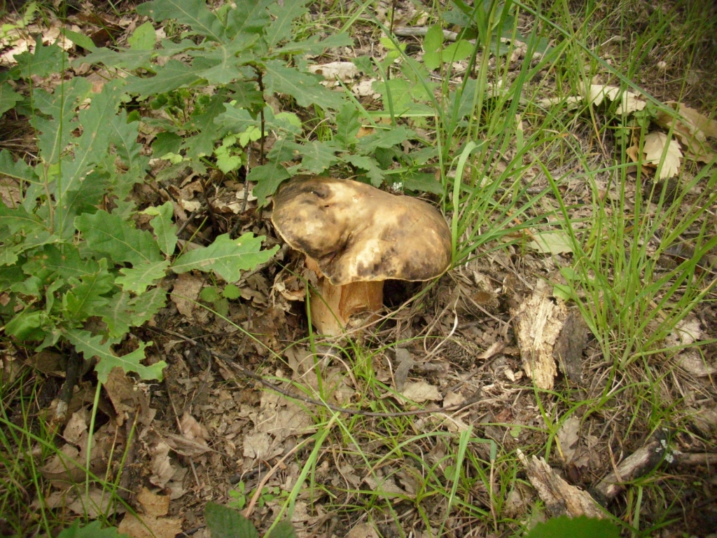 IMG 3533