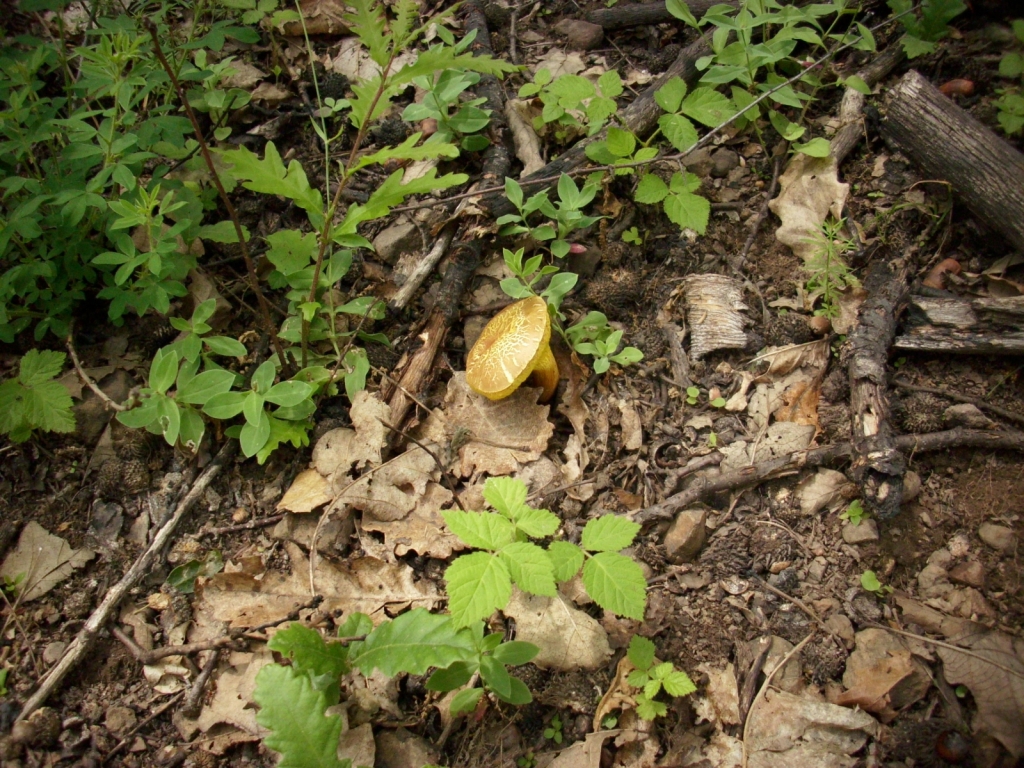 IMG 3537
