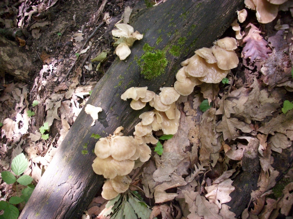 IMG 3549