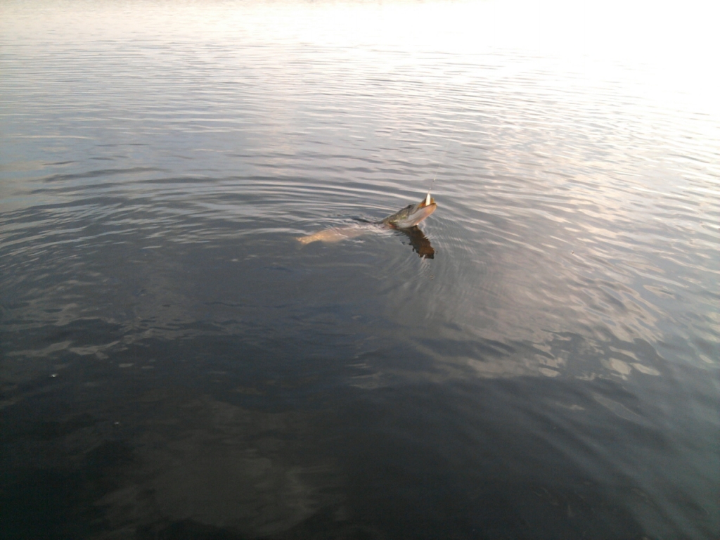Pike atack...