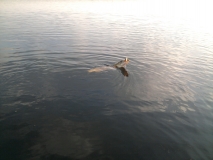 Pike atack...