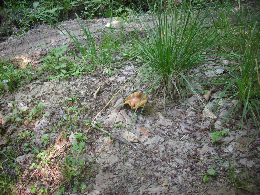IMG 3680