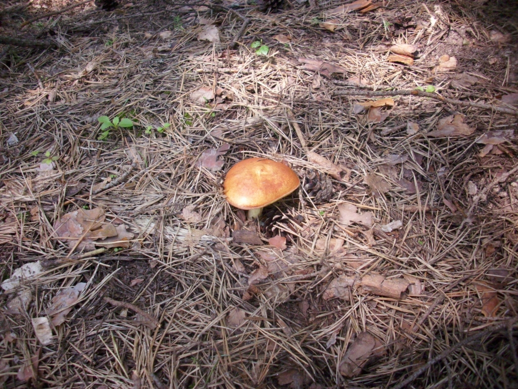 IMG 3691