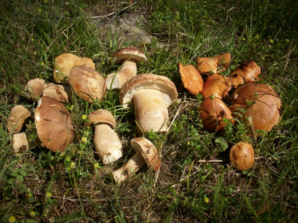 IMG 3694