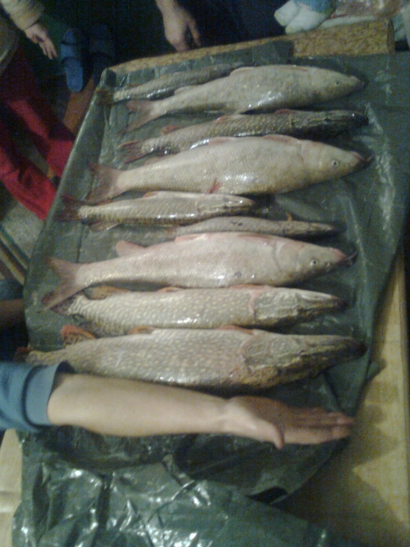 Мряна и щука -20.11.2010