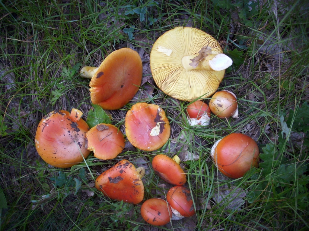 IMG 3793