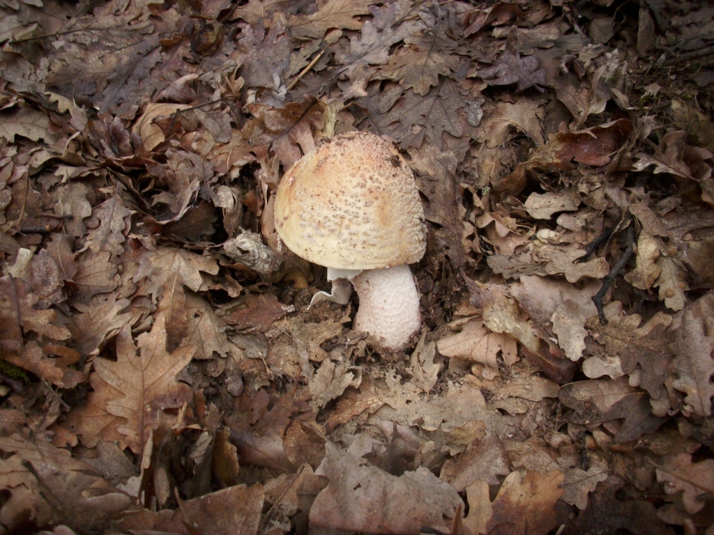 IMG 3897