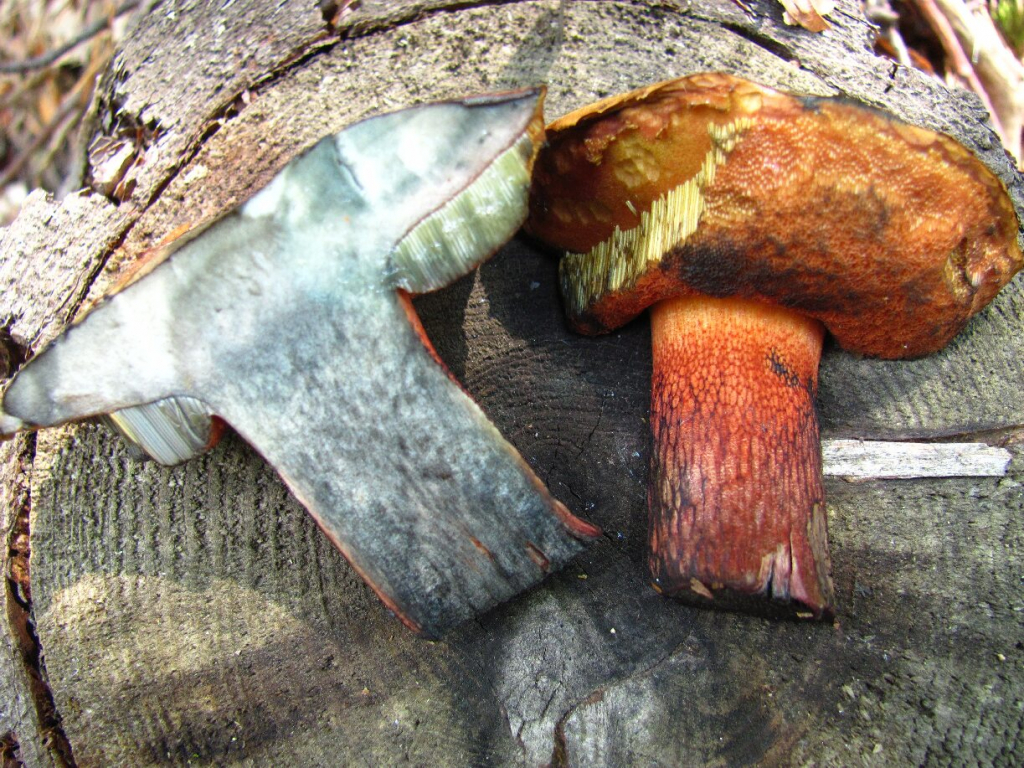 Огнена манатарка /Boletus luridus/
