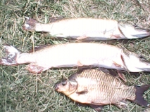IMG 0018