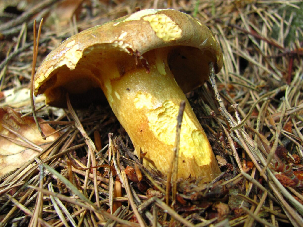 Пясъчна манатарка /Suillus variegatus/