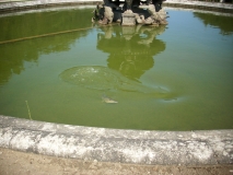 IMG 4312