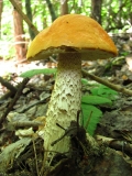 Червена Брезовка /Leccinum aruantiacum/2