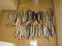 iDSC09359