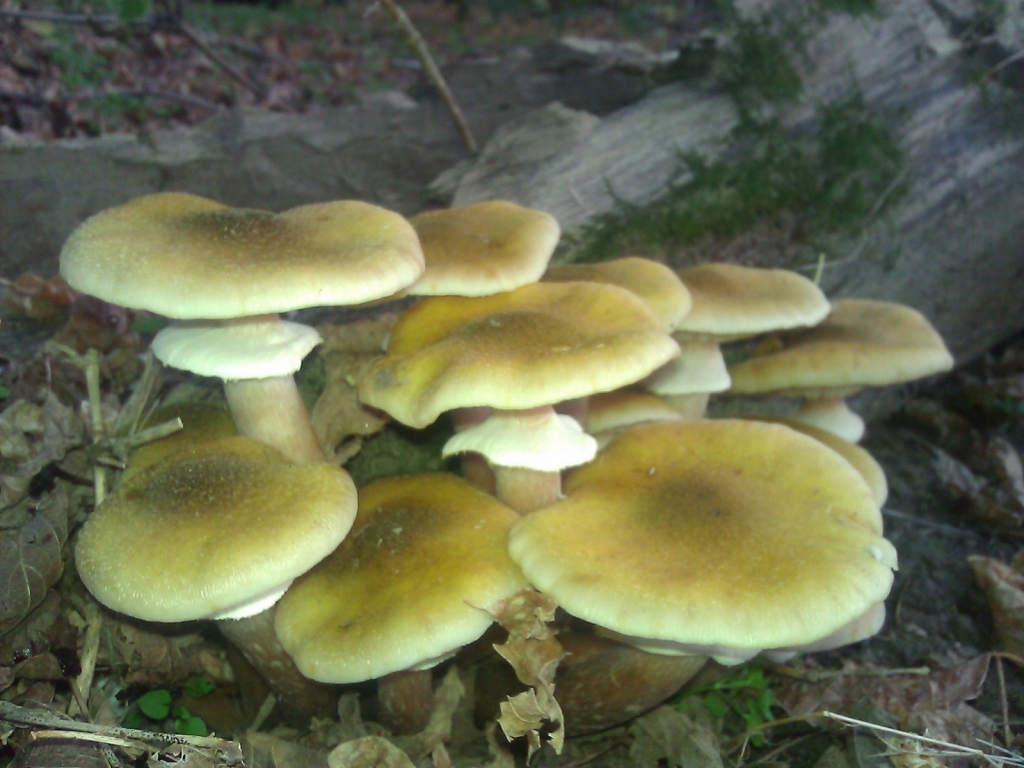WP 002499