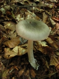 Сива мухоморка /Amanita vaginata/_1