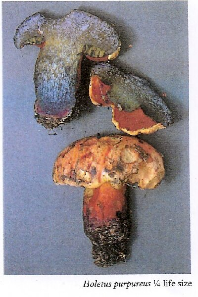 Boletus purpureus