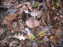 IMG 4573