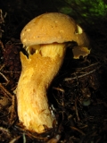 Пясъчна манатарка / Suillus variegatus /_1