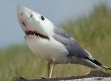 salmo