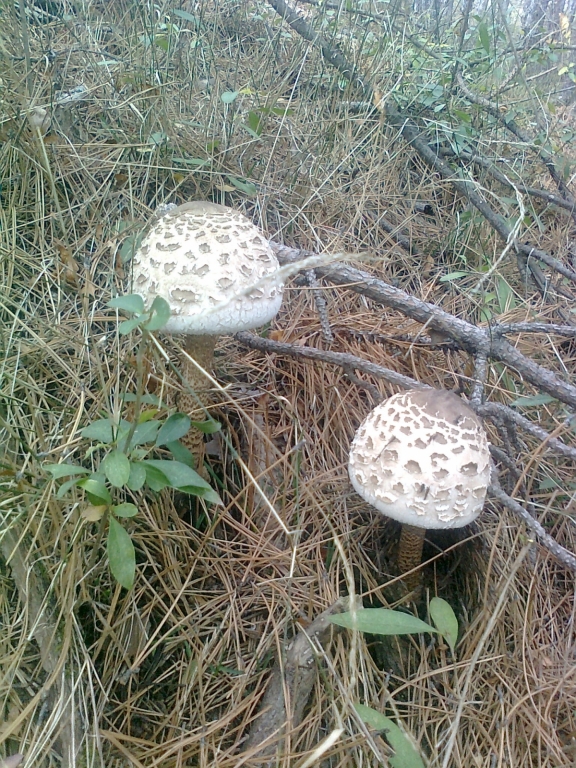 Снимка0184.jpg