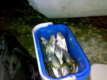 05.11.2013 - 43бр, 3.150кг.