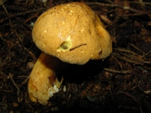 Пясъчна манатарка / Suillus variegatus /_2