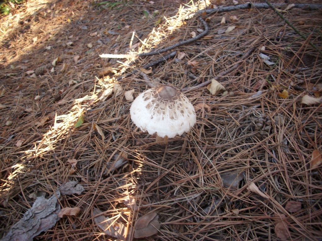 IMG 4668