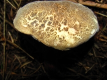 Мрежеста манатарка, Червенокрака манатарка / Xerocomus chrysenteron, Boletus chrysenteron/