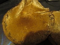 Picture 009